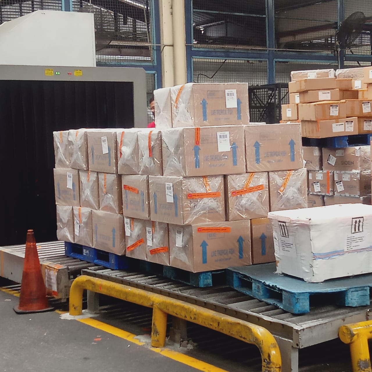 Jasa Kirim Barang ke Greenland DHL Express di Semarang